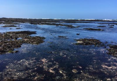 J V Fitzgerald Marine Reserve