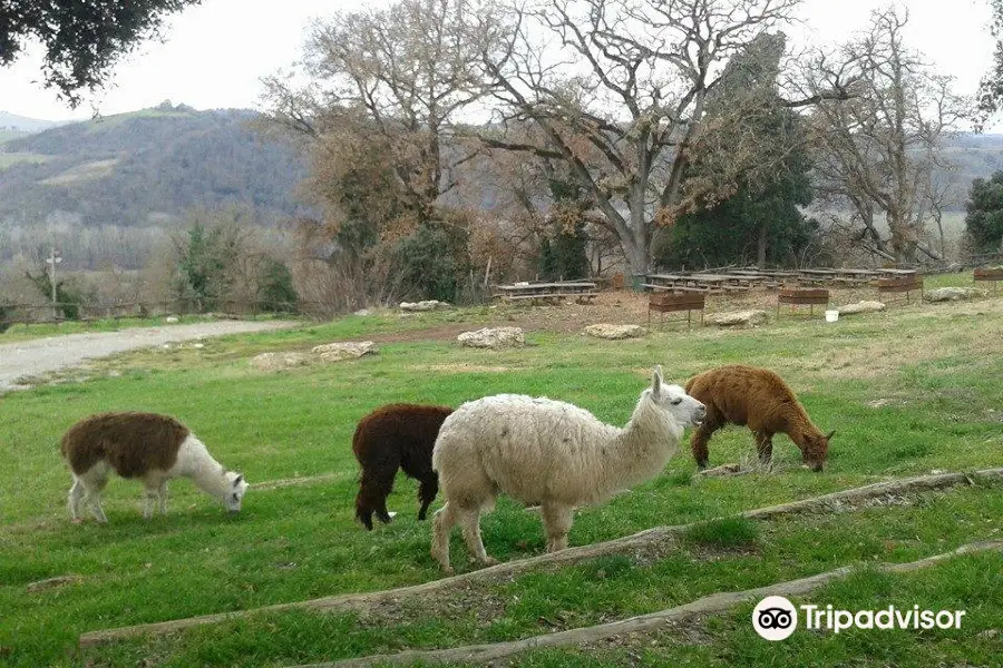 Saltalbero Adventure Park