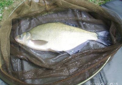 Upper Farm Fishery