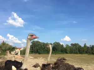 Ostrich farm