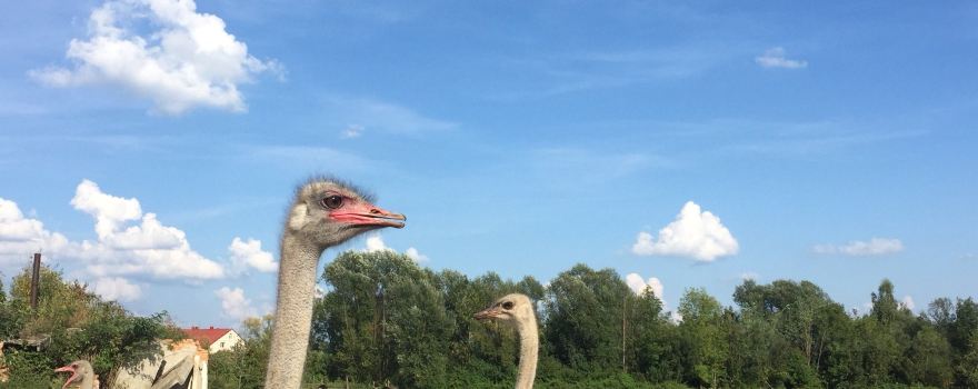 Ostrich farm