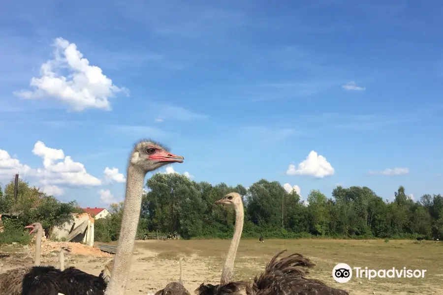 Ostrich farm