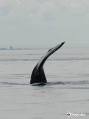 Saguenay-St. Lawrence Marine Park