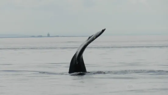 Saguenay-St. Lawrence Marine Park