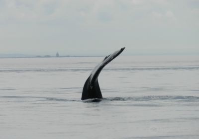 Saguenay-St. Lawrence Marine Park