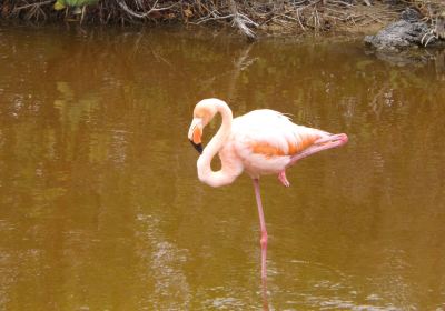 Posada De Flamengos