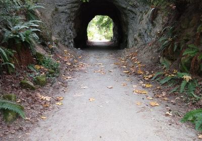 Sehome Hill Arboretum