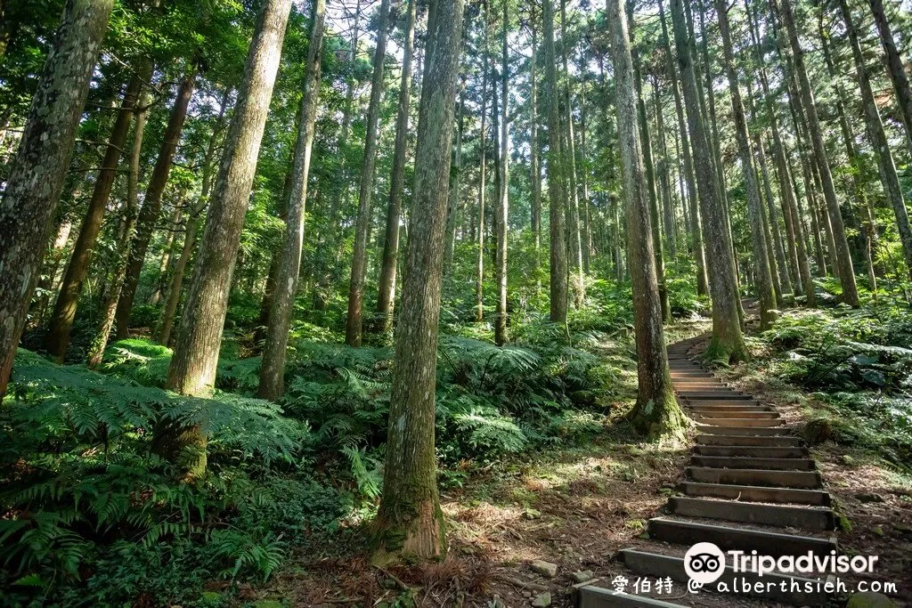 2_東眼山國家森林遊樂區