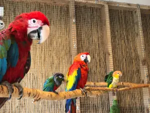 Parrot house