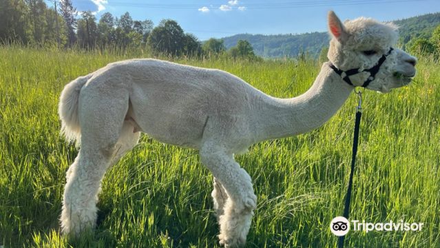 Alpaki w Karkonoszach