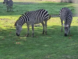 Zoo Osijek