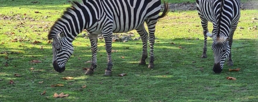 Zoo Osijek
