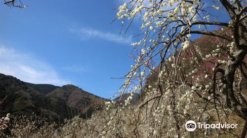 湯河原梅林