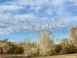 Cibola National Wildlife Refuge