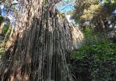 Curtain Fig National Park