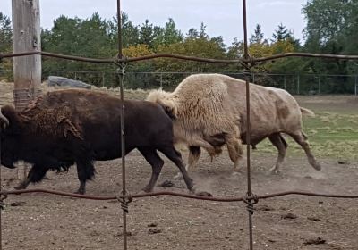 Saskatoon Forestry Farm Park & Zoo