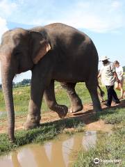 Save Elephant Foundation- Surin project