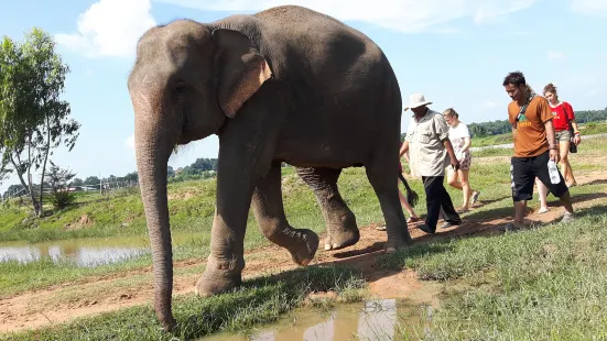Save Elephant Foundation- Surin project