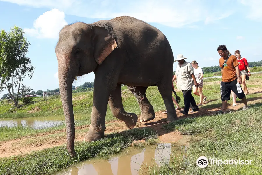 Save Elephant Foundation- Surin project