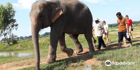 Save Elephant Foundation- Surin project