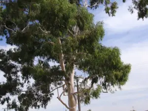 Morwell Centenary Rose Garden