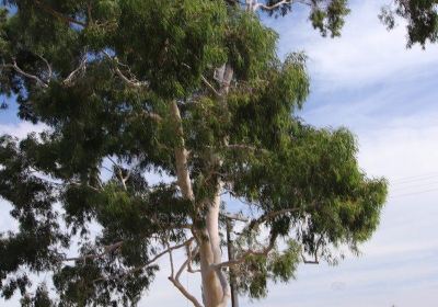 Morwell Centenary Rose Garden