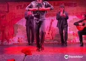 Flamenco de Leones