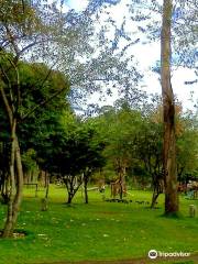 Parque Cedro Salazar