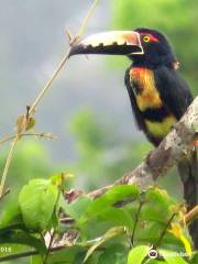 Rojo Birding