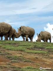 African Safari