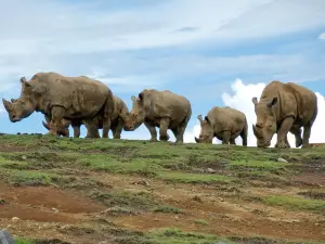 九州自然動物公園 アフリカンサファリ