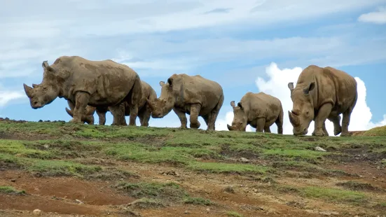 African Safari