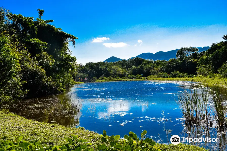 Bosque da Barra