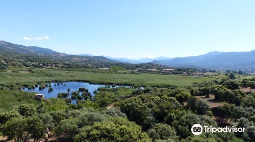 Etang de Tanchiccia