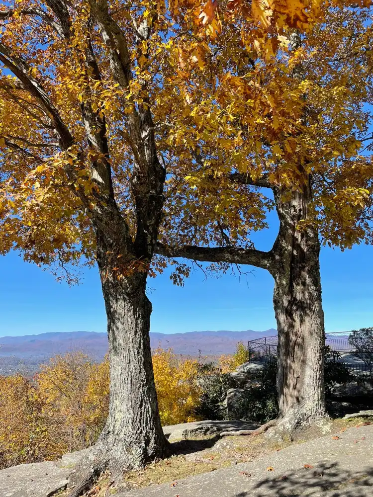 Hotels in Laurel Park