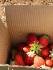 Laxmi Strawberry Farm