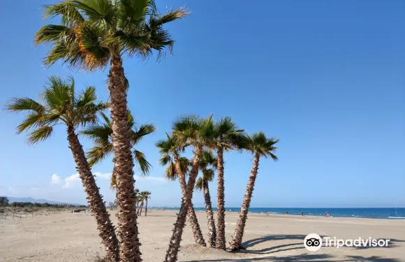 卡耐特蒂貝蘭格