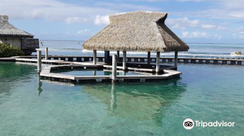 Moorea Dolphin Center