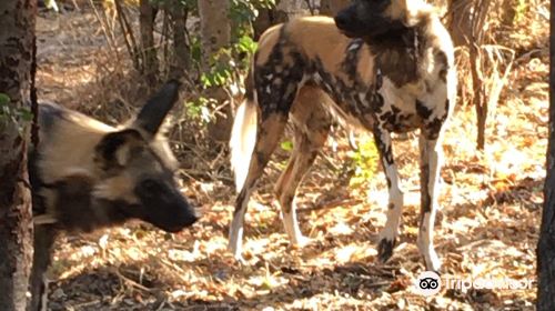 Painted Dog Conservation