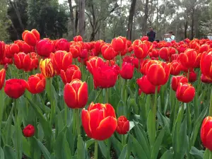 Parque Botánico Araluen