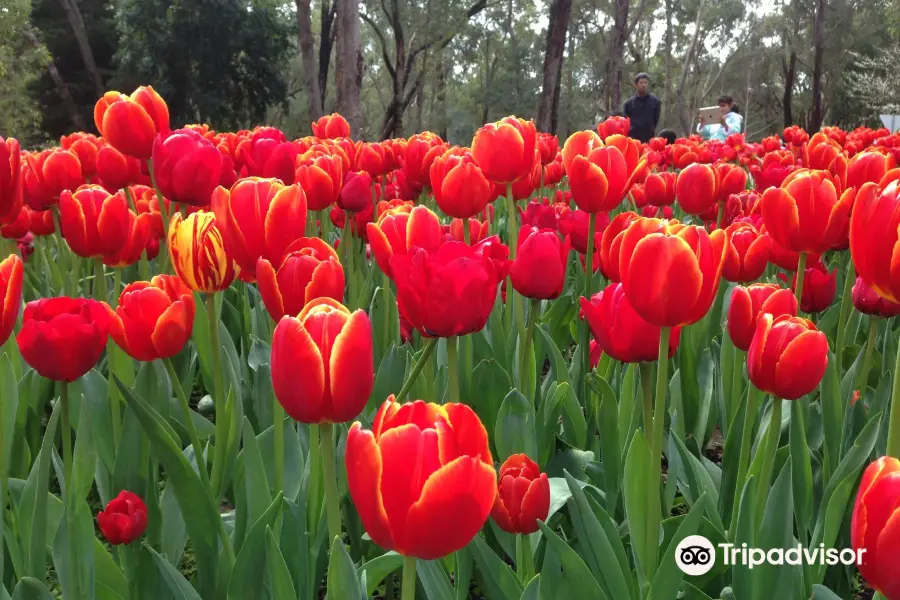 Parque Botánico Araluen