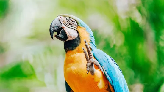 羅克漢普頓動物園