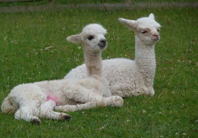 Velvet Hall Alpacas