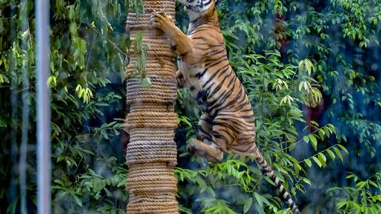 甘孟山城野生動物園