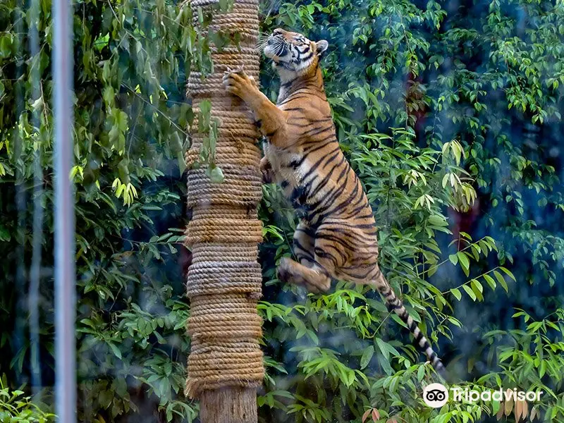 甘孟山城野生動物園