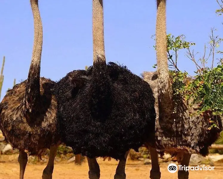 Aruba Ostrich Farm