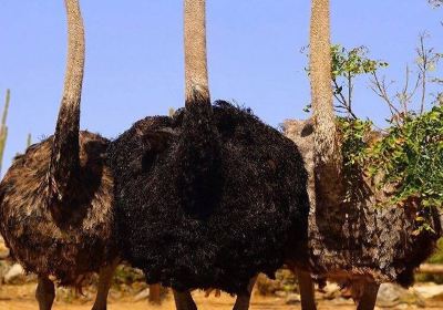 Aruba Ostrich Farm