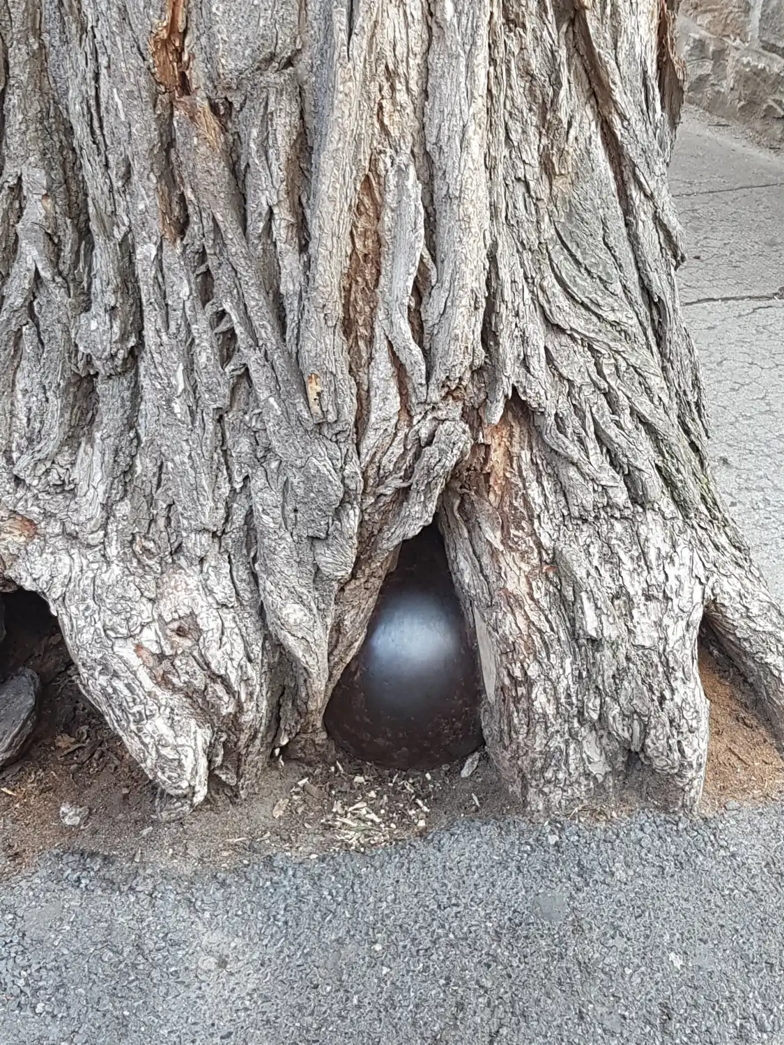 Hotels near Canonball in a Tree