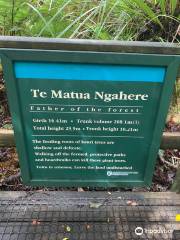 Te Matua Ngahere Walk