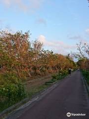 漫湖公園 古波蔵地区